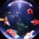 5 Best Aquarium Air Pumps